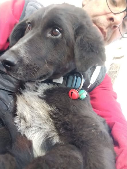 Argo, cucciolo in difficoltà